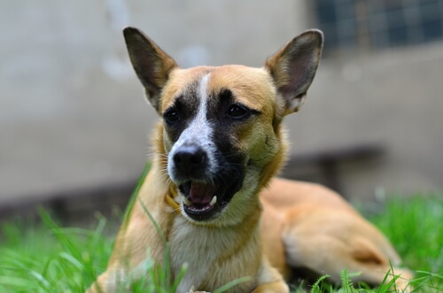 Why dogs eat grass.