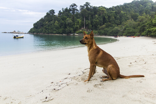 perro en la playa