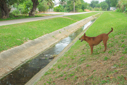Una señora imputada por tirar a un canal al perro que cuidaba Una señora imputada por tirar a un canal al perro que cuidaba