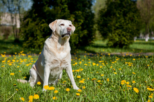 Perro labrador sentado