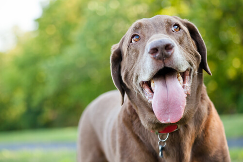 perro labrador