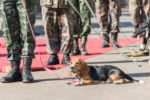 perro policia