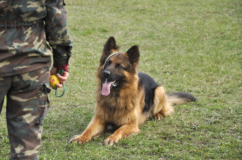 perro policia