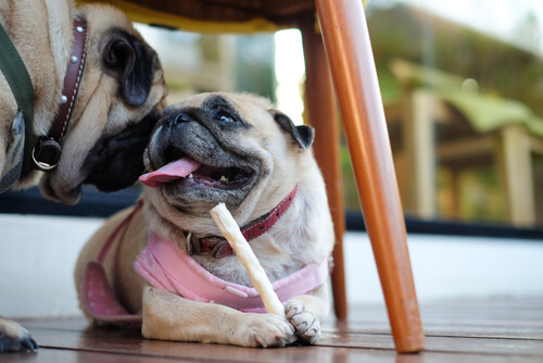 Cómo preparar barritas dentales para tu perro