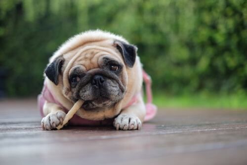 perro pug comiendo