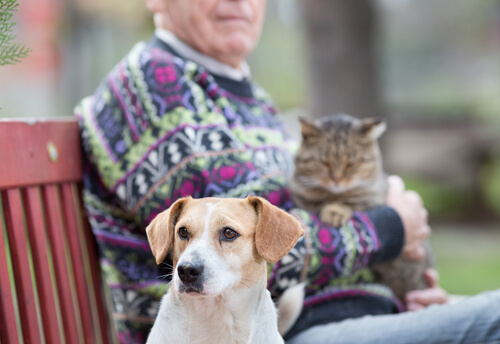 perro y gato con persona mayor