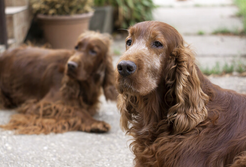 ¿Cómo ayudar a los perros a soportar la vejez?