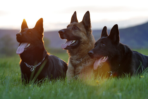 Perros en el campo