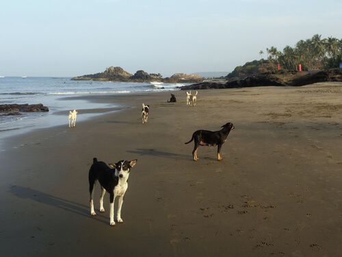 ¿Sabías que existe la Playa del Perro en Brasil?