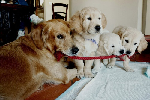 El poder sanador de los perros