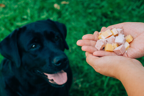 persona da de comer a perro