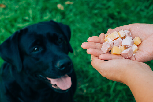 La correcta alimentación ayuda a prevenir el cáncer en tu mascota