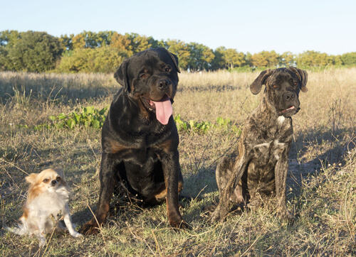 Un Rottweiler salva a un Chihuahua de un coyote Un Rottweiler salva a un Chihuahua de un coyote