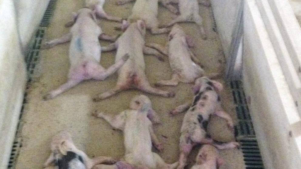 Dos jóvenes matan a 72 lechones lanzándose sobre ellos en Almería Dos jóvenes matan a 72 lechones lanzándose sobre ellos en Almería
