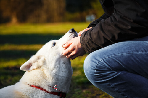 11 cosas que detestan los perros de sus dueños