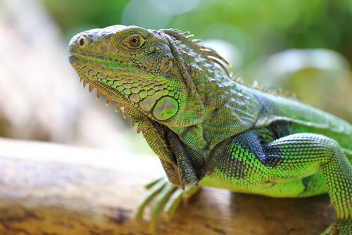 Las 13 especies de lagartos más impactantes
