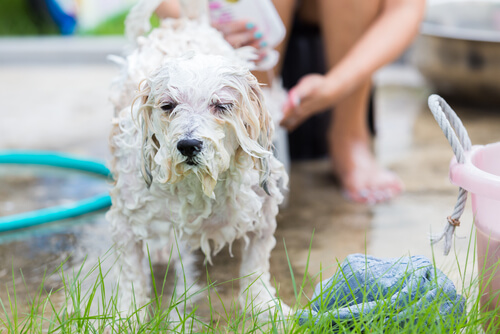 Chien à qui on donne un bain.