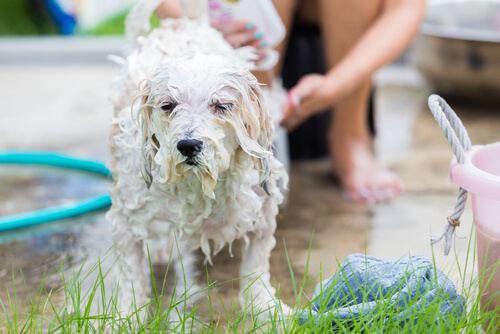 Errores que provocan que nuestros perros odien bañarse