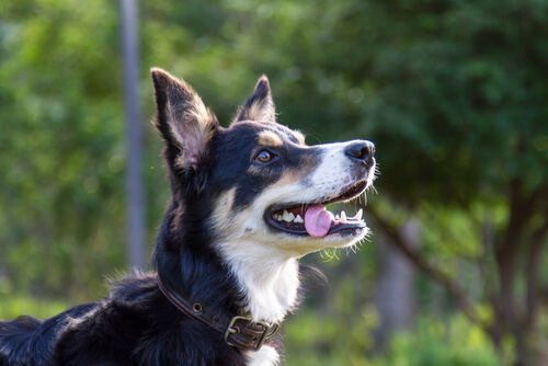 Tu perro imita a los demás
