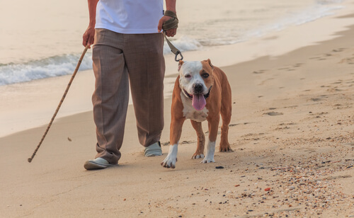 bull dog paseando en la playa