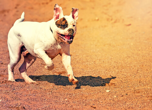 American Bulldog running in the dirt