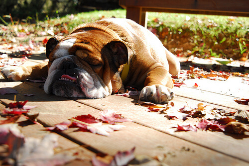 Bulldog durmiendo