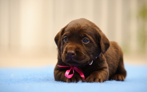 cachorro labrador retriever