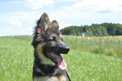Happy German Shepherds in a field