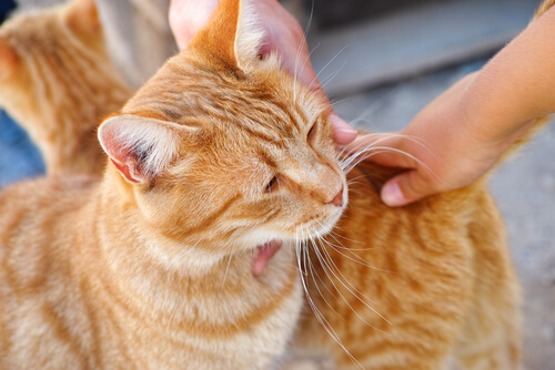 caricias gato
