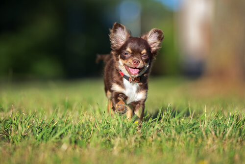 Un chihuahua en el campo.