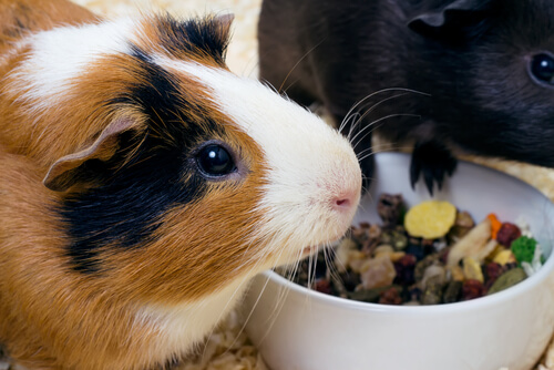 Científicos quieren eliminar experimentos con animales