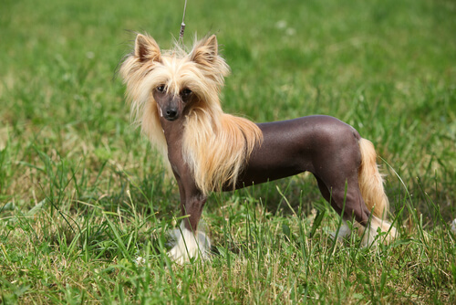 Chinese Crested dog in the grass