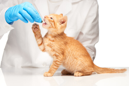Veterinario dando una pastilla a un gato