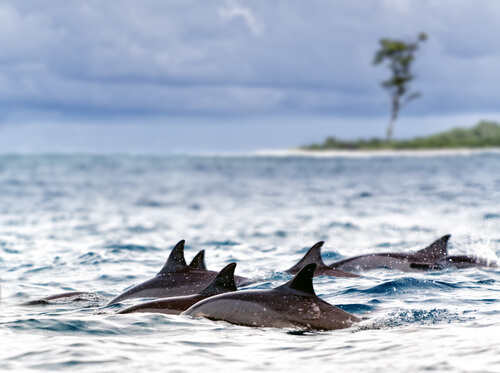 Delfines nadando