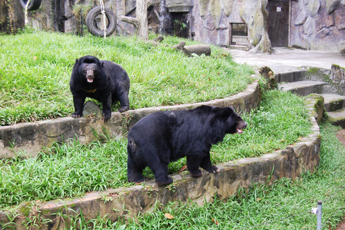 Dos osos negros
