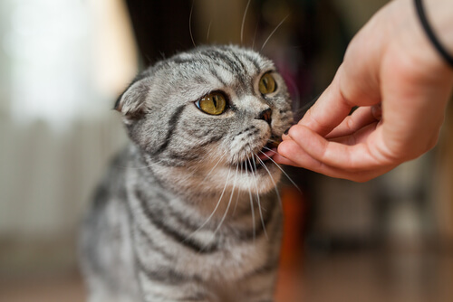 A cat eating.