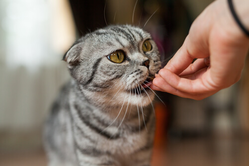 gato comiendo
