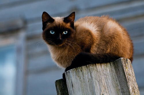 Gato siames sobre un poste