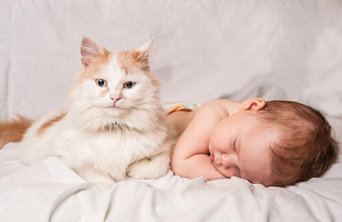 A cat with a baby.