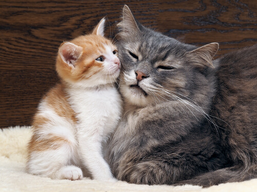 10 muestras de amor gatuno