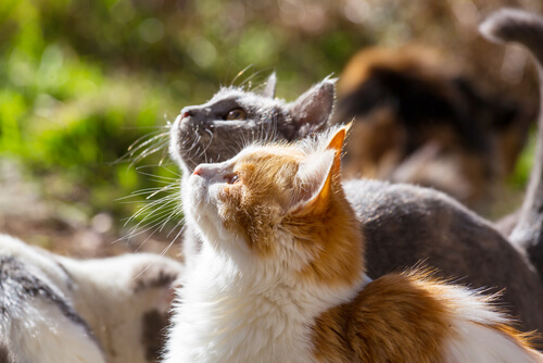 gatos