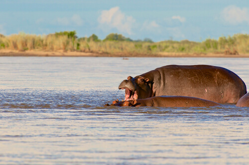 Hipopotamos en el agua
