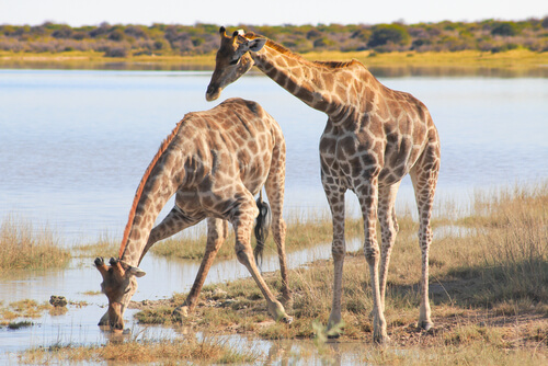 Dos jirafas bebiendo en el río.