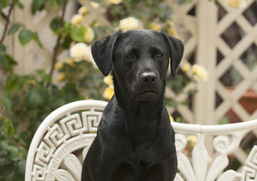 labrador negro