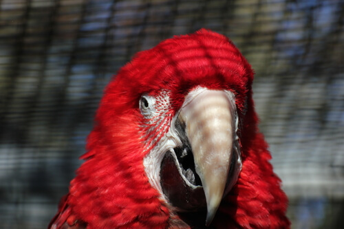 Red Macaw: depression in parrots.