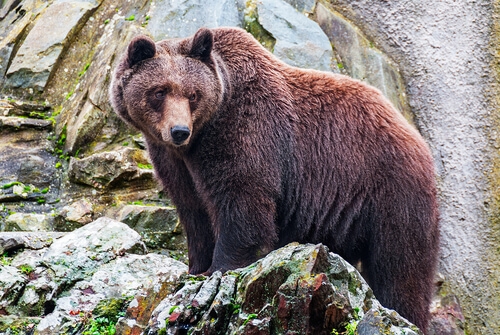 Oso encima de una roca