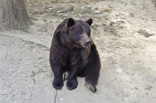 En Florida mataron a más de 200 osos negros