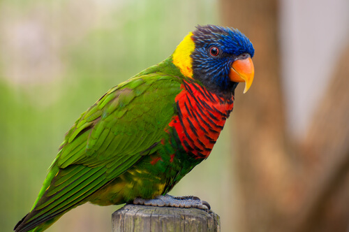 Pajaro de colores posado en una madera
