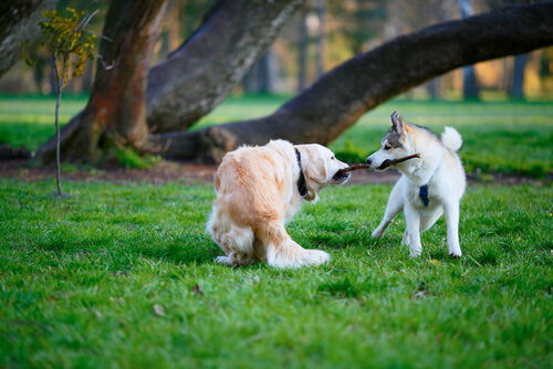 pelea entre perros