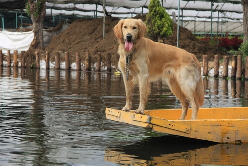 Una perrita salva a sus cachorros en una inundación